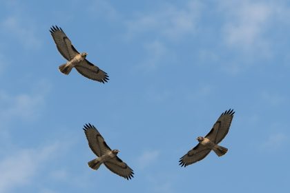 3 hawks circling