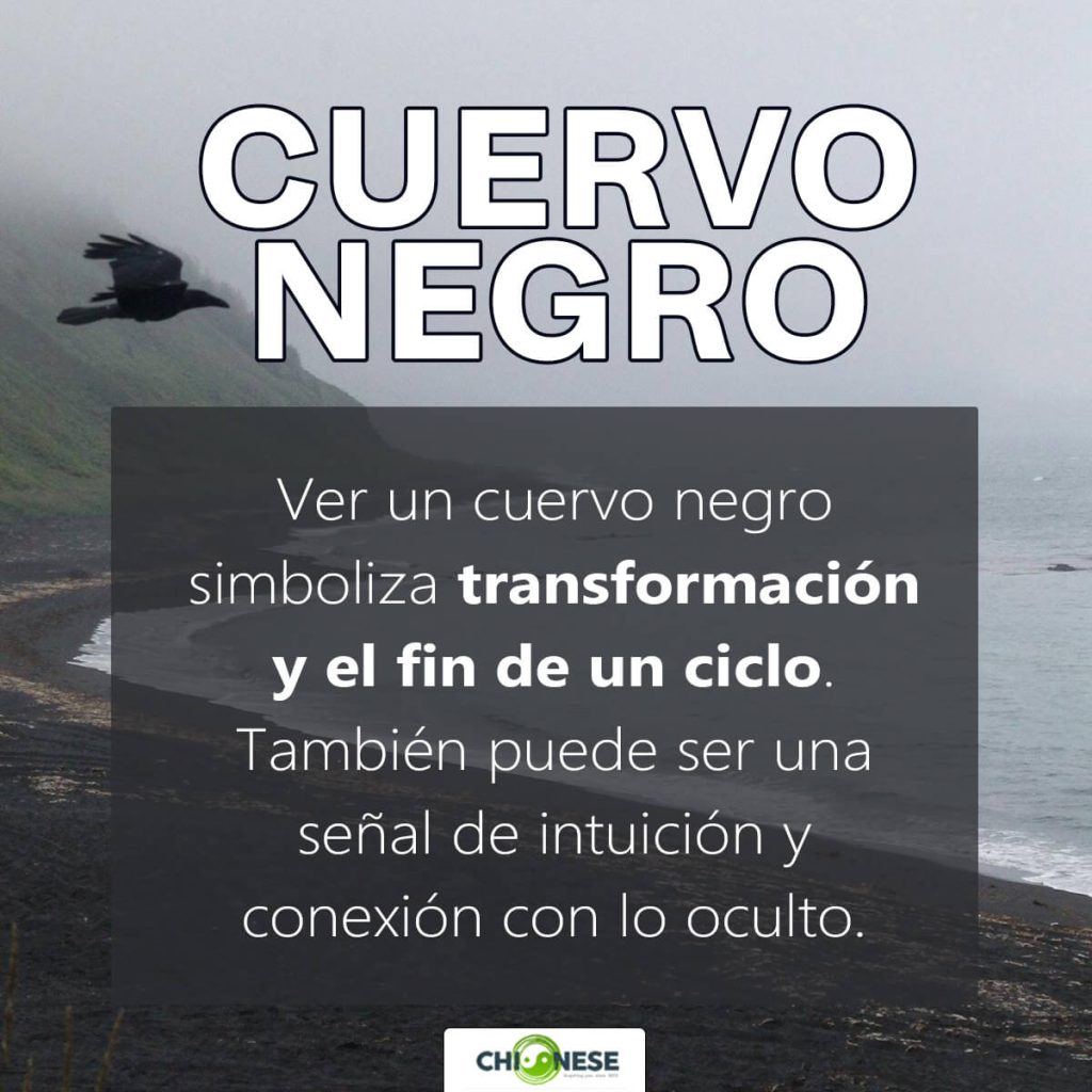 cuervo negro significado espiritual
