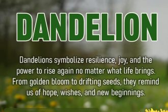 dandelion symbolism