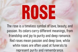 rose flower meaning