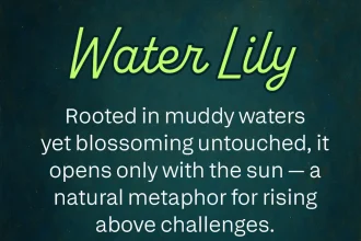 water lily symbolism