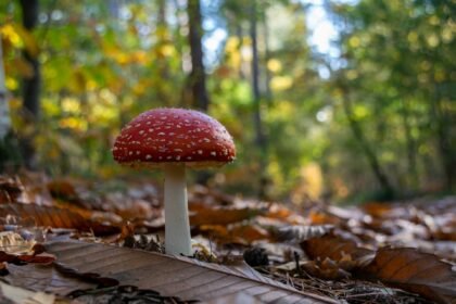 fly agaric mushroom
